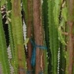 Grandfather's 11-Year-Old Dragon Bone Plant Fails to Survive: What Went Wrong with Monthly Watering?