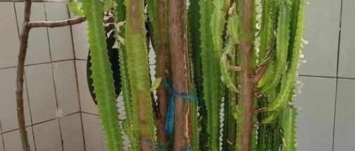 Grandfather's 11-Year-Old Dragon Bone Plant Fails to Survive: What Went Wrong with Monthly Watering?