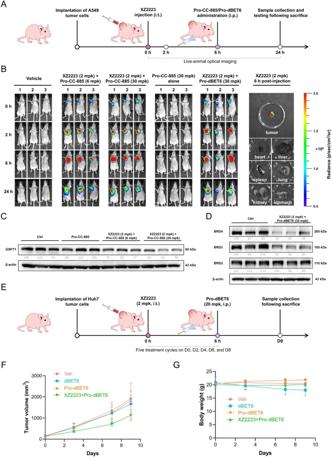 A Multifunctional Bioorthogonal Diagnostic and Therapeutic Platform for Relay Activation of Cancer Cell Imaging and Targeted Protein Degradation