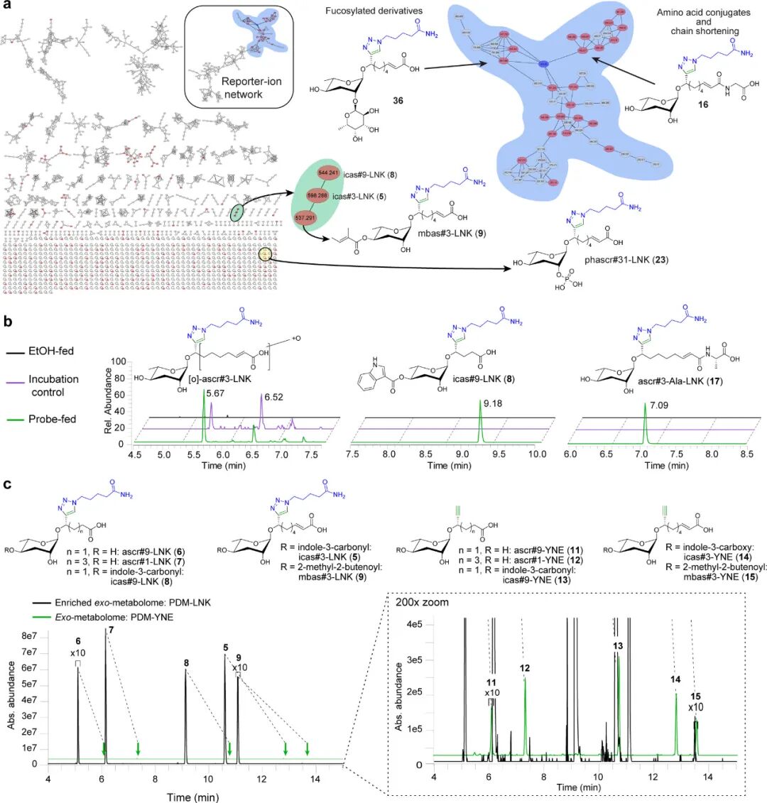 Deep Interrogation of Metabolism Using a Pathway-Targeted Click-Chemistry Approach