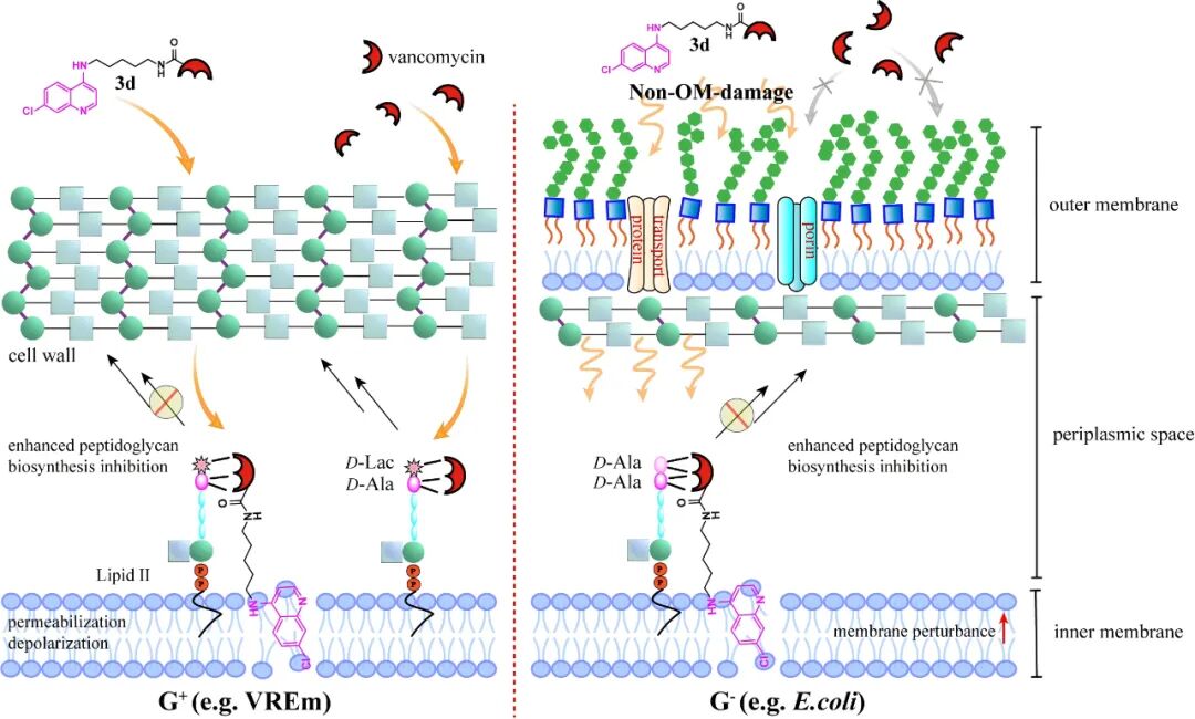Single Quinoline Modification of Vancomycin: An Effective Strategy to Alter Antibacterial Spectrum and Combat Multidrug Resistance
