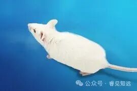 Common Laboratory Animal Mouse - BALB/c Mouse