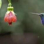 Linux Text Editing Commands: Vim, Nano, Emacs
