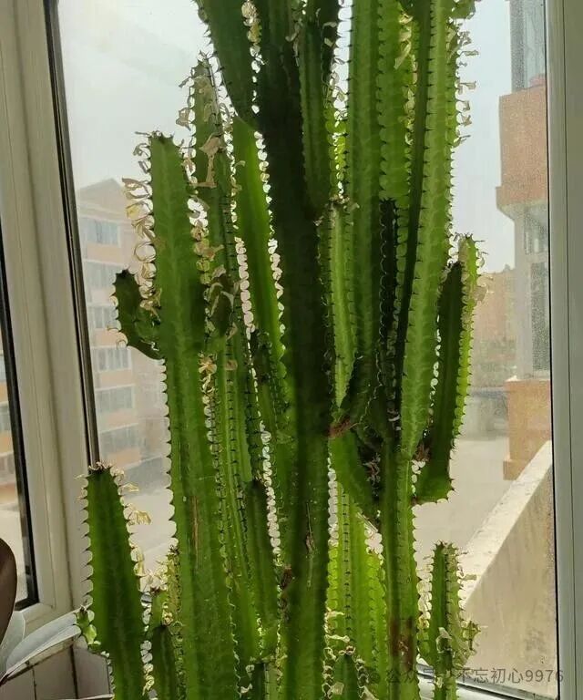 Grandfather's 11-Year-Old Dragon Bone Plant Fails to Survive: What Went Wrong with Monthly Watering?