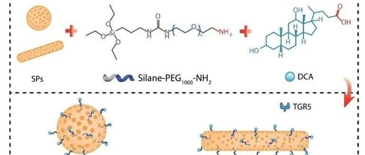 After ADC, CaDC Arrives | Shanghai Institute of Materia Medica Science Subjournal