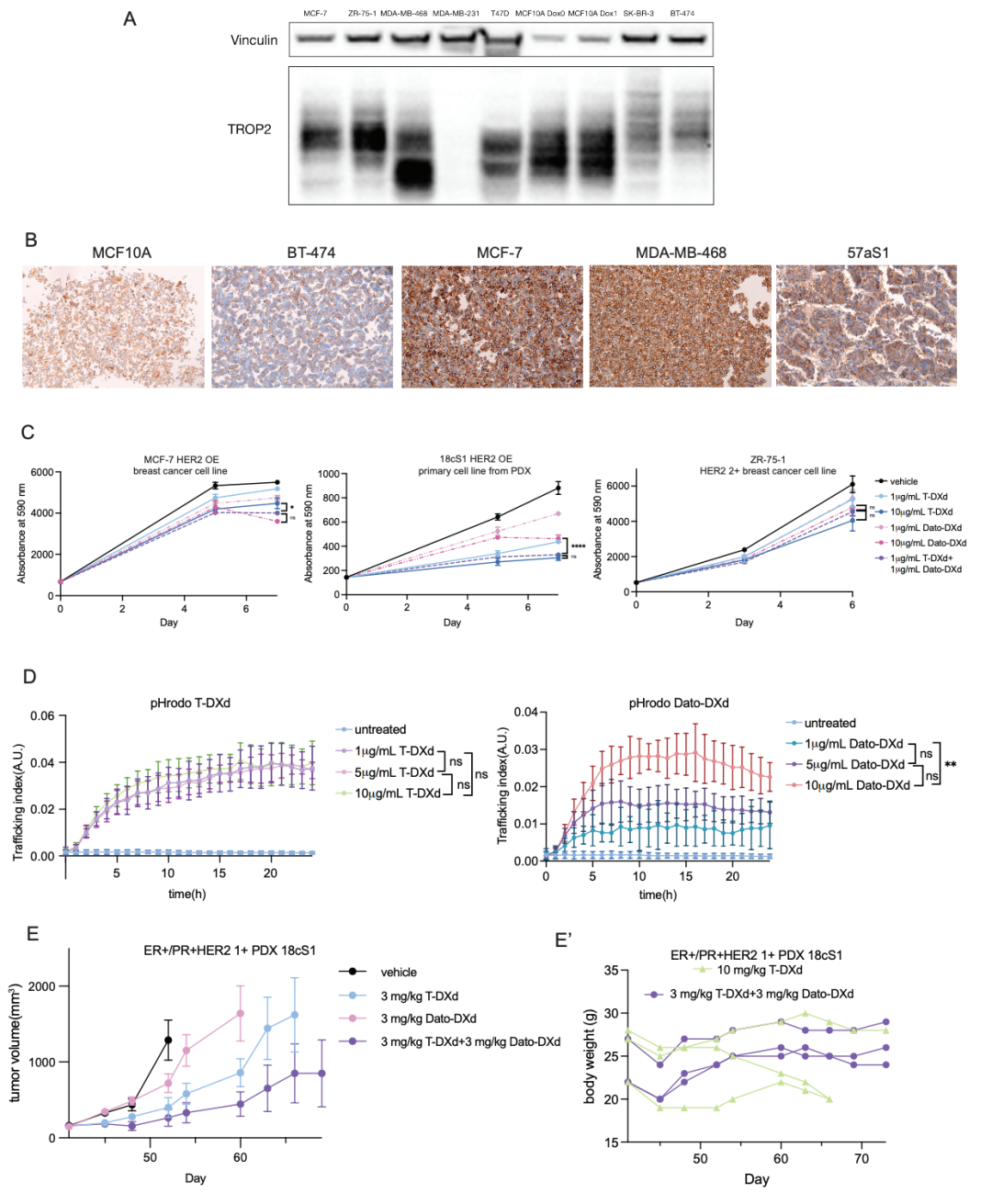New Strategy for ADC Sensitization: Low-Dose Combination of HER2+TROP2 Dual Agents Outperforms Monotherapy with Significant Tumor Regression
