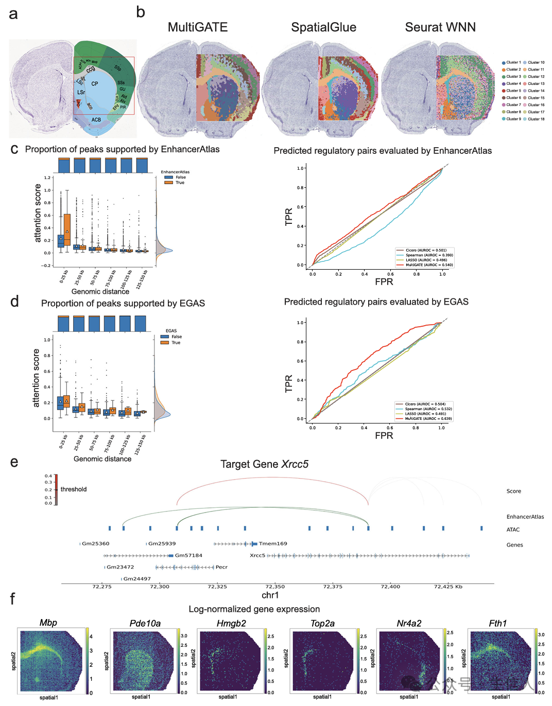 Breaking Through the Challenges of Spatial Multi-Omics Integration! The MultiGATE Tool Emerges to Precisely Decode Tissue Microenvironments and Regulatory Networks