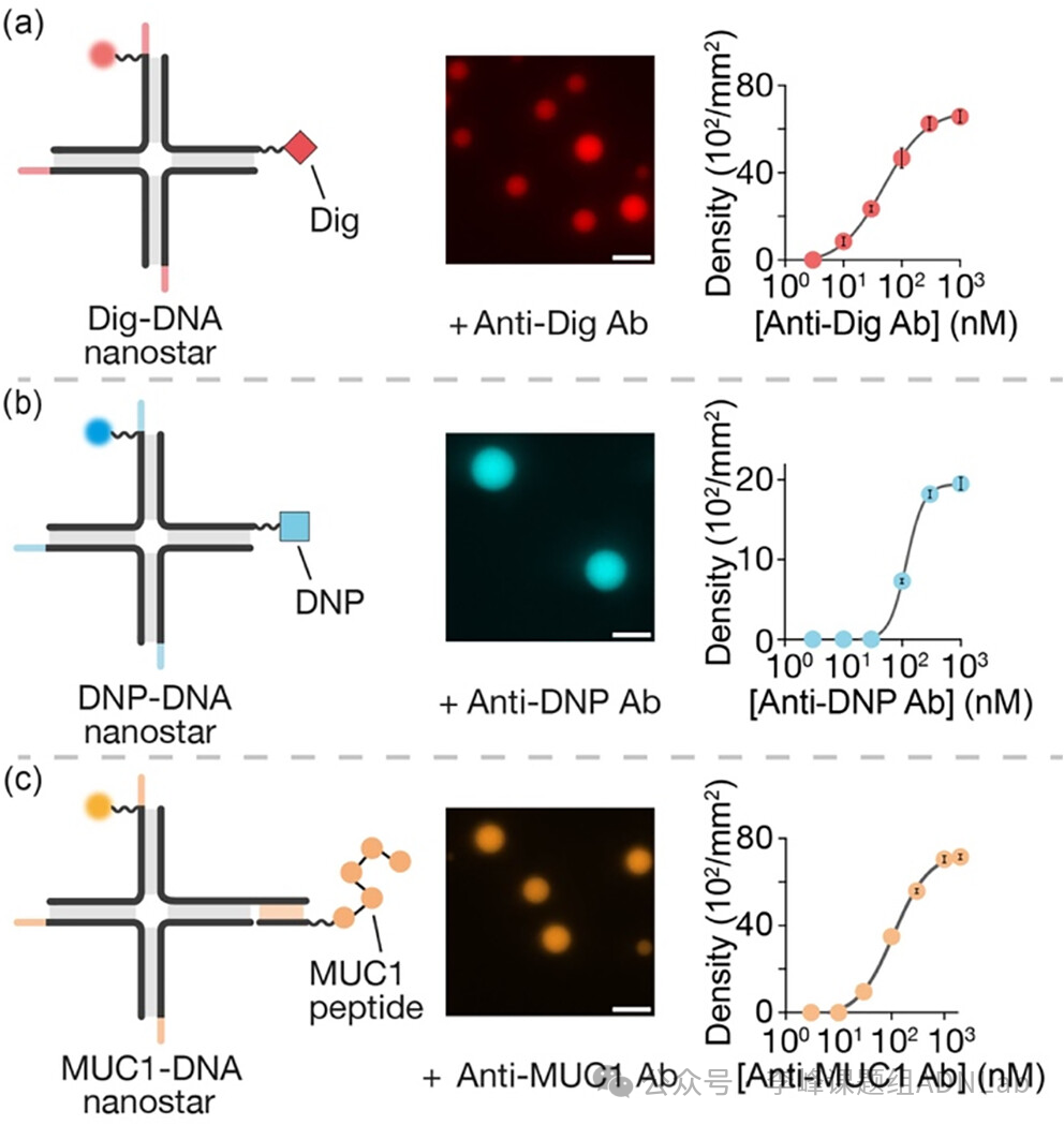 Immuno-Induced Antibody-DNA Hybrid Aggregates