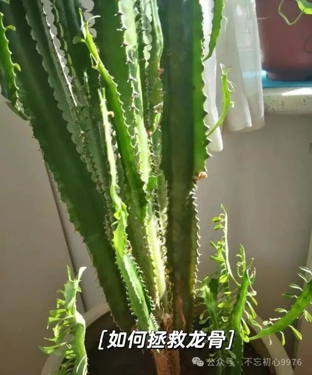 Grandfather's 11-Year-Old Dragon Bone Plant Fails to Survive: What Went Wrong with Monthly Watering?