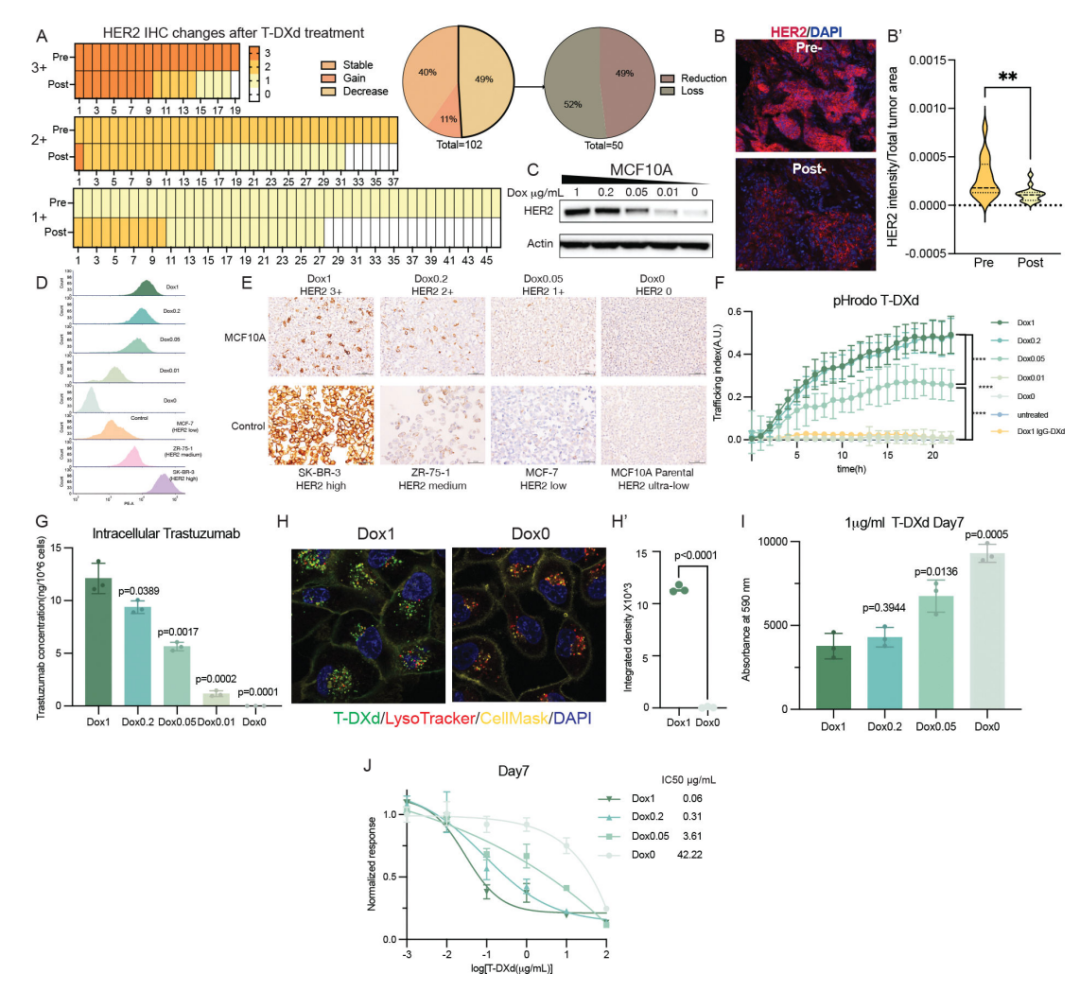 New Strategy for ADC Sensitization: Low-Dose Combination of HER2+TROP2 Dual Agents Outperforms Monotherapy with Significant Tumor Regression