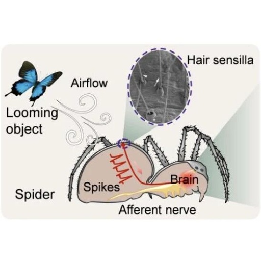 Nanjing University Develops Non-Contact Bionic Tactile Sensors to Enhance Robot Environmental Perception