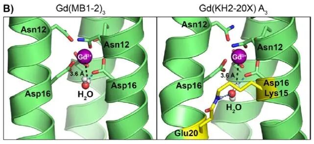 Stabilization of Metal-Coiled Coils via Chemical Cross-Linking for MRI Imaging