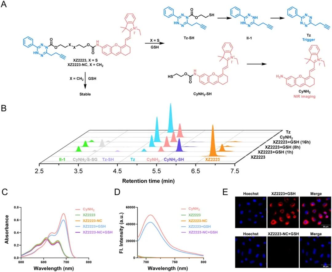 A Multifunctional Bioorthogonal Diagnostic and Therapeutic Platform for Relay Activation of Cancer Cell Imaging and Targeted Protein Degradation
