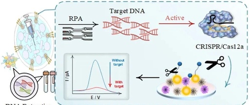 A Microfluidic Chip-Based Electrochemical Biosensor Coupled with CRISPR/Cas12a for Simultaneous Detection of Foodborne Pathogens